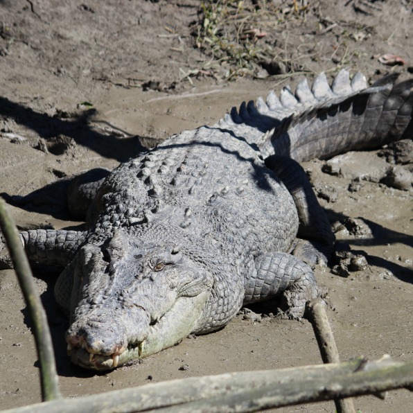 Large Saltwater Crocodile