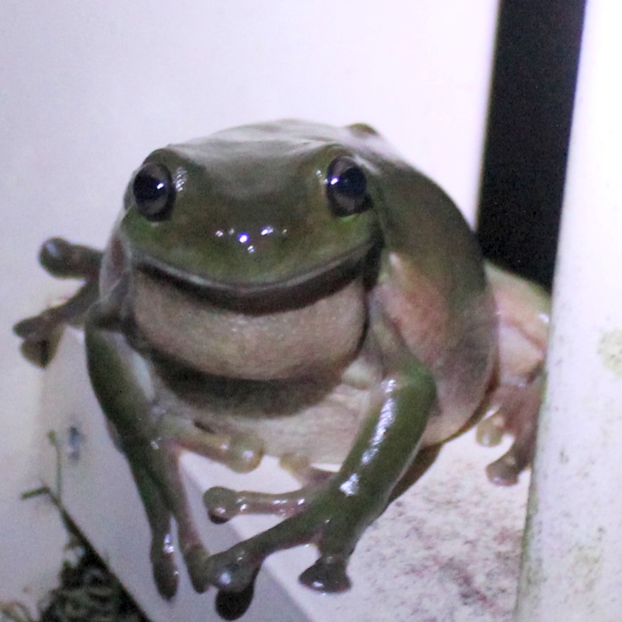 Green Tree Frog sitting on the fence
